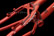 Neon X-Ray 26" 2012